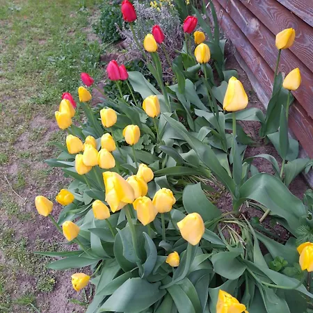 Kurpie, Goscinne, Wyzywienie, Catering, Agro Ela Апартаменты