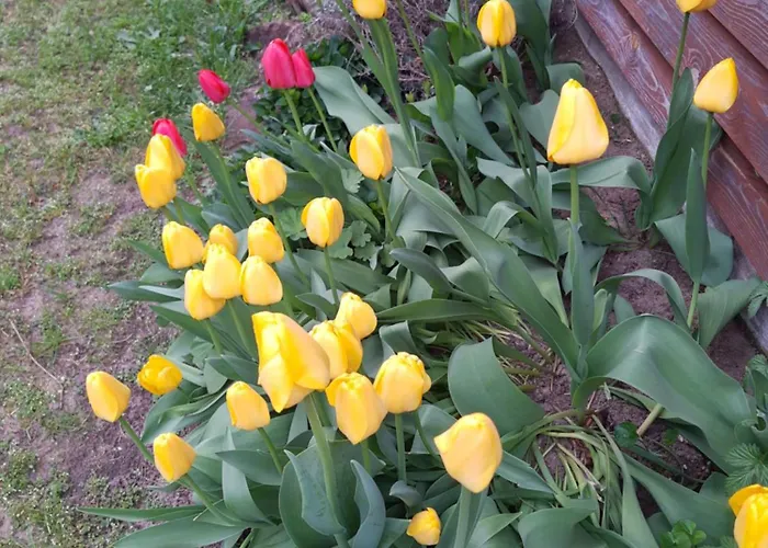 Kurpie, Gościnne, Wyżywienie, Catering, Agro Ela Apartament